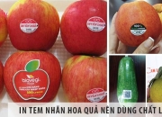 in Tem Dán Hoa Quả